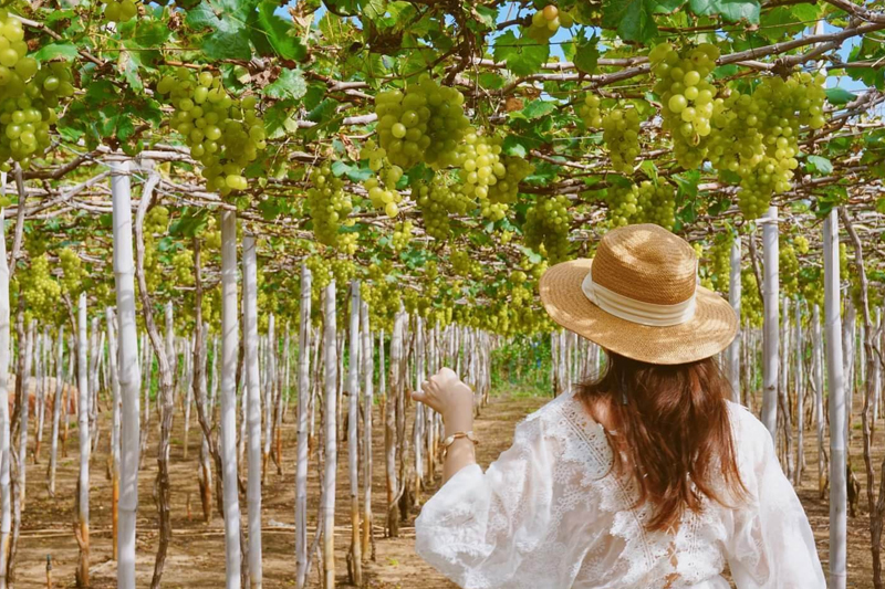 Grape Vineyards